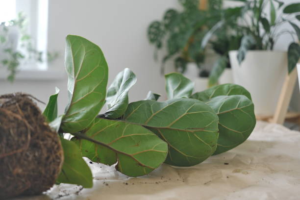 istock How to pot home plants 1351534672