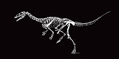 istock Dinosaur skeleton from the Cretaceous period 1351534725