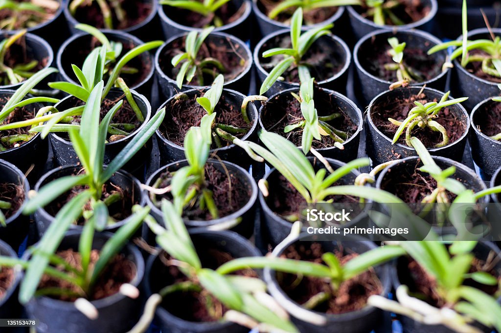 Seedlings empieza a crecer en un vivero - Foto de stock de Centro de jardinería libre de derechos