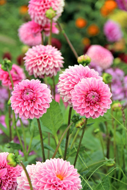 istock Pink colored dahlias 1351534854