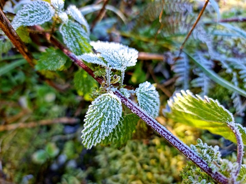 Urtica (Stinging nettle) close-up with frozen leaves during winter season. The plants are known as shelter for butterfly larves and also for kooking and herbal medicine.