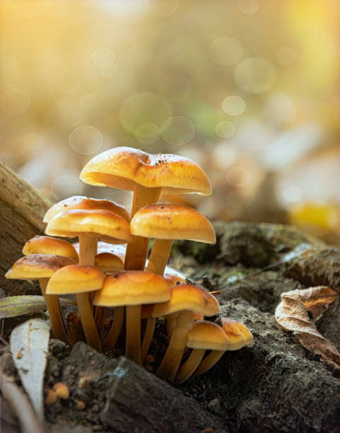 istock Brown honey mushrooms in a sunny forest 1351535951