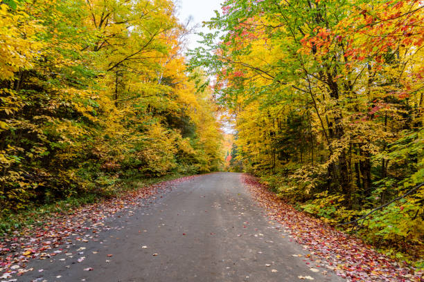 istock Fall colors at Pathfinder Island and Source Lake, Algonquin Provincial Park, Canada 1351535961