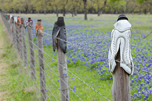 A field of Bluebonnets and a fence in Texas Hill Country.