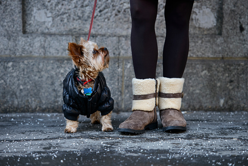 Portrait of a cute Yorkshire Dog with woman legs (low section) on the street, New York, USA