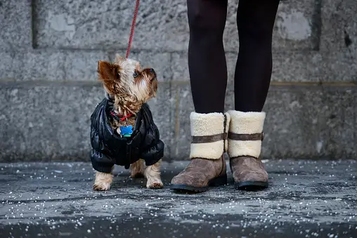 Why are Yorkies' tails docked? 7 Why are Yorkies' tails docked?