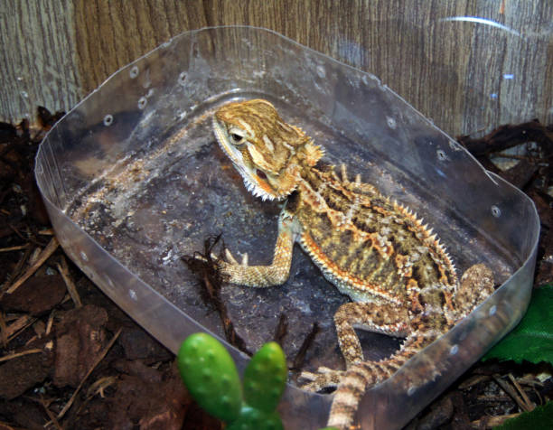 istock Bearded dragon in a cage - animal 1351537180