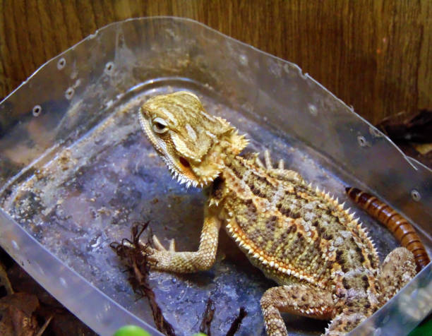 istock Bearded dragon in a cage - animal 1351537185