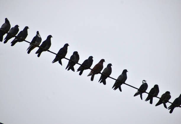istock Birds pigeons sit in a row on a wire. 1351537359