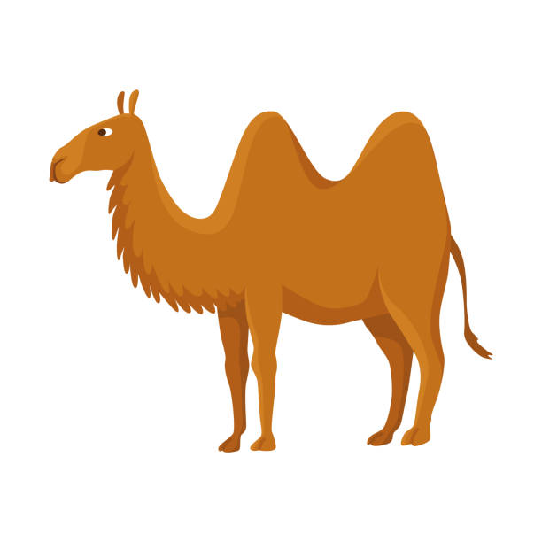 ilustrações, clipart, desenhos animados e ícones de camelo com duas corcundas, bactrian. animal do deserto em pé, vista lateral. vetor de desenho animado. design de ícone plano, isolado em fundo branco - bactrian camel