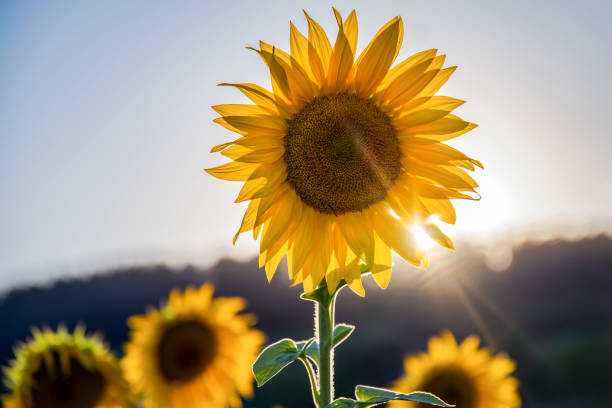 istock Sunflower with a desire for sun 1351540775