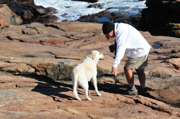 dog on the beach gnawing a bone
