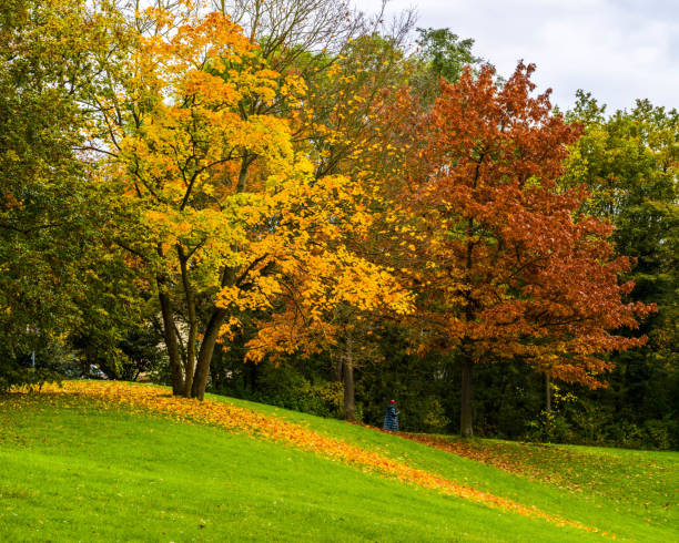 istock Autumn trees, green slope covered with fallen leaves 1351541121