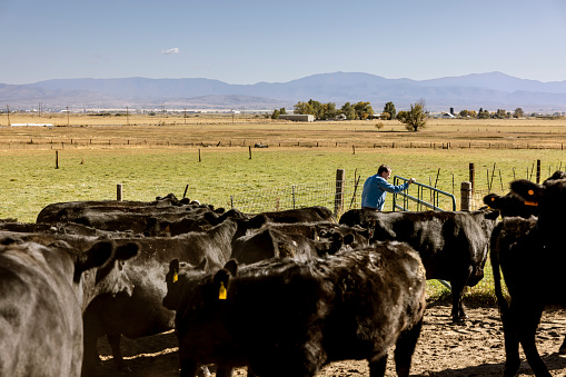 High quality stock photos of a small business owner, cattle rancher dealing with drought issues on his largely creek irrigated ranch at the base of the Sierra Nevada mountains.