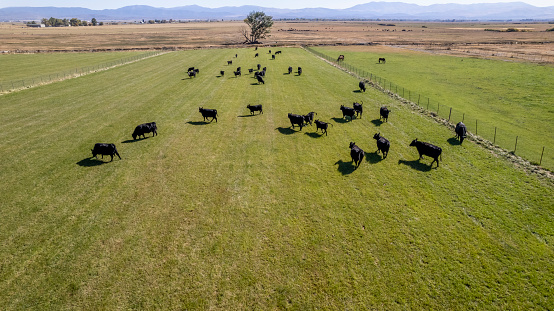 High quality aerial stock photos of cattle on a ranch in Nevada
