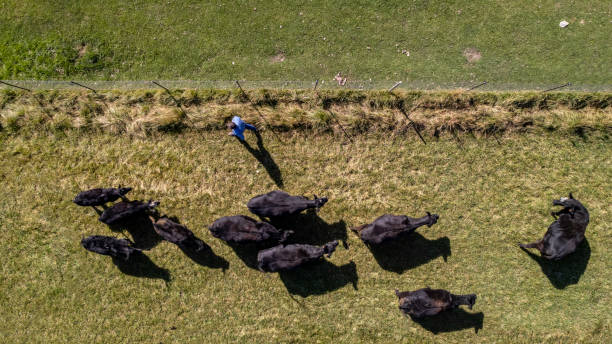 aerial view cattle ranch - high angle view people people in a row directly above imagens e fotografias de stock