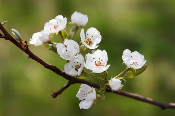 istock Beauty flowering fruit tree pear in spring in the garden 1351541902