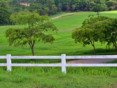 white fence with green grass field and tree inside