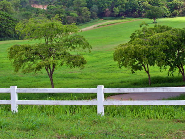 white fence with green grass field and tree i white fence with green grass field and tree inside rail fence stock pictures, royalty-free photos & images