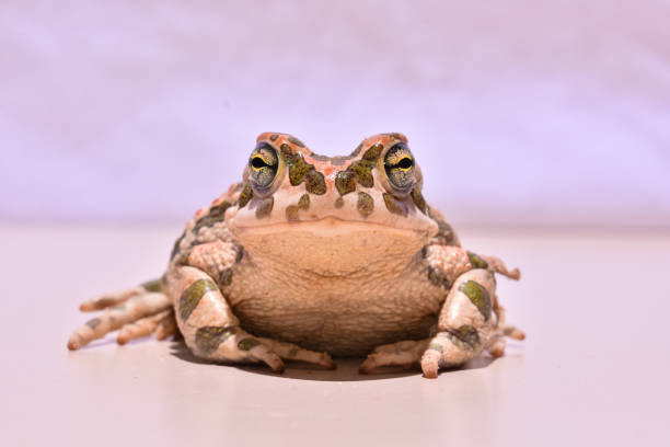 crapaud européen commun de bufo - common toad photos et images de collection