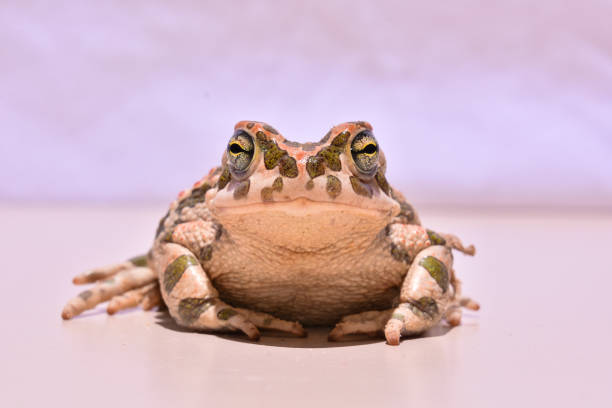 bufo wspólna europejska zabawka - toad green isolated white zdjęcia i obrazy z banku zdjęć