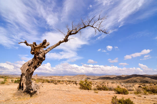 istock Desert Tabernas in Almeria Province Spain 1351542819