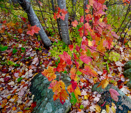Autumn colors in Maine