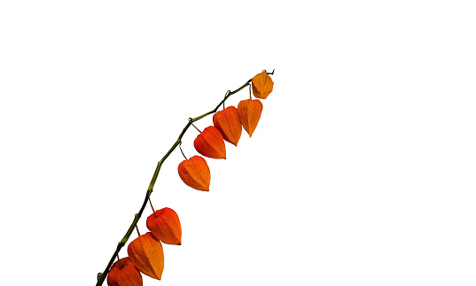 Closed physalis flower isolated on a white background