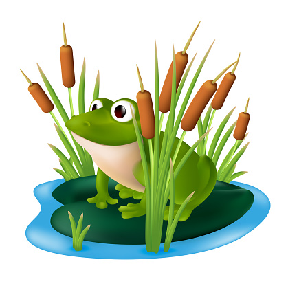 A green frog sitting on a lily pad in a pond with reeds in the marsh grass. Vector illustration of a cartoon character in a shrub of bulrush isolated on a white background