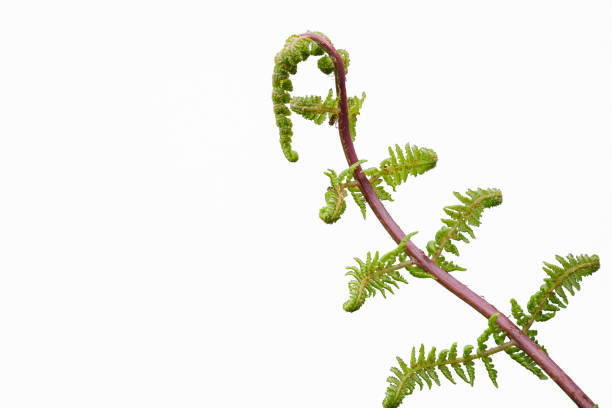 istock Fresh single fern leaf against a white background 1351544859