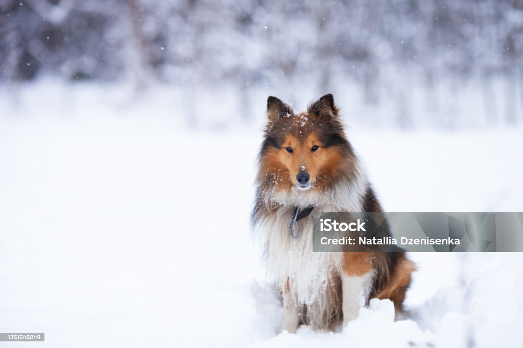 Nice tricolor sheltie dog sitting in snow on a winter snowy day. Nice tricolor sheltie dog sitting in snow on a winter snowy day. Small lassie or collie dog walks outdoors. Collie Stock Photo