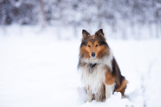 Nice tricolor sheltie dog sitting in snow on a winter snowy day. stock photo