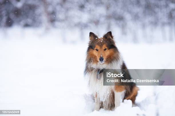 Nice Tricolor Sheltie Dog Sitting In Snow On A Winter Snowy Day Stock Photo - Download Image Now