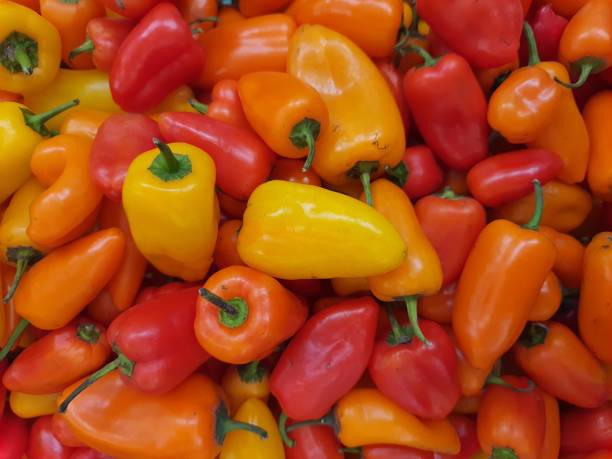 istock Mini peppers: yellow, orange, red. Capsicum annuum species .Full screen, backgrounds and textures. 1351547394