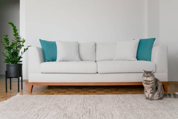 eine tabby-katze, die neben einem neuen gemütlichen sofa in einem wohnzimmer steht - living room blue sofa carpet stock-fotos und bilder