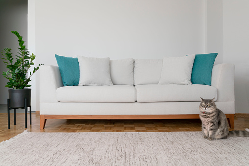 a tabby cat standing by the sofa in a living room decorated minimalist style