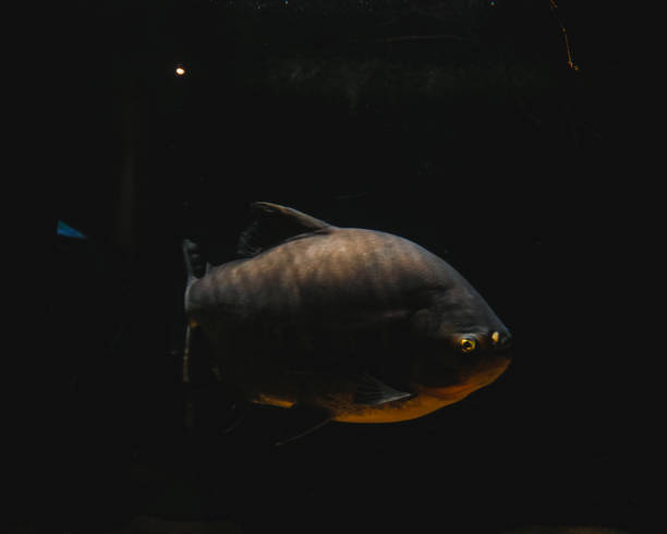 istock Orange bellied Piranha against black background 1351549109