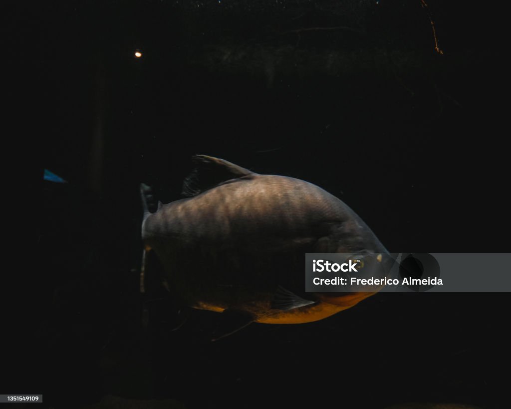 Orange bellied Piranha against black background Water tank fish concept Abstract Stock Photo