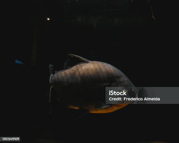 Orange Bellied Piranha Against Black Background Stock Photo - Download Image Now - Abstract, Aggression, Amazon Rainforest