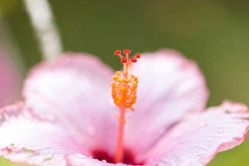 Closeup beautiful Hibiscus flower, background with copy space, full frame horizontal composition