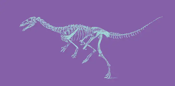 Vector illustration of Dinosaur skeleton from the Cretaceous period