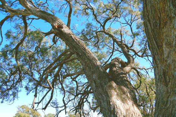 istock Hopetoun, Victoria Australia 1351549971