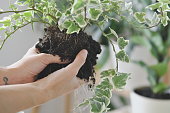 How to pot home plants. Indoor gardening.