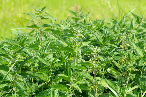 Fresh nettles on the meadow