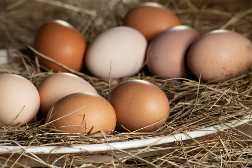 A freshly harvested eggs from free range hens