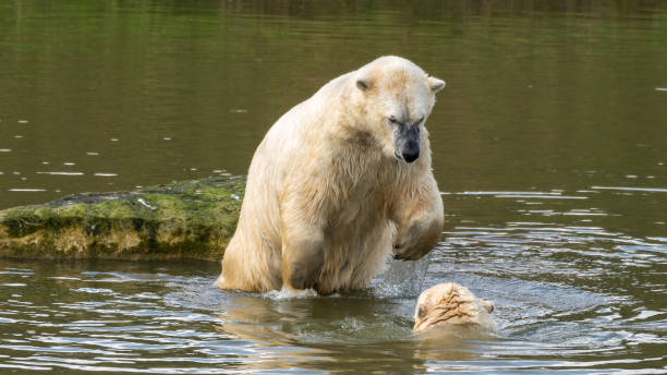 istock Two Young Polar Bear's Playing in Water 1351552127
