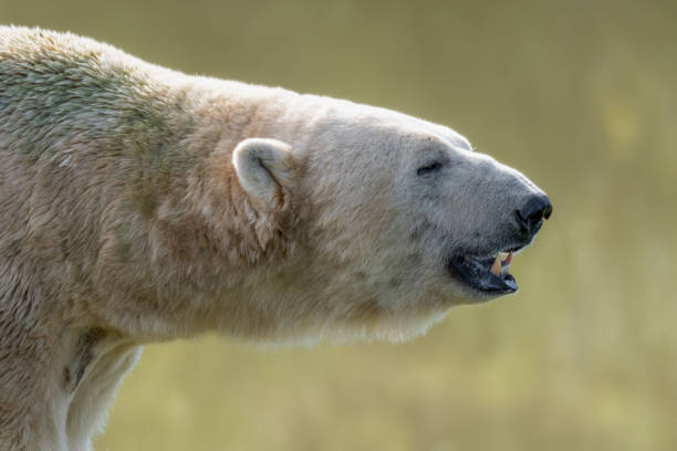 istock Close up Young Polar Bear 1351552148