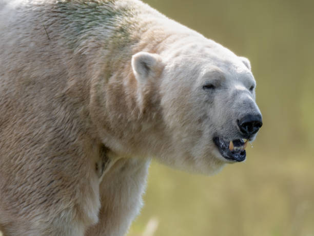 istock Close up Young Polar Bear 1351552156