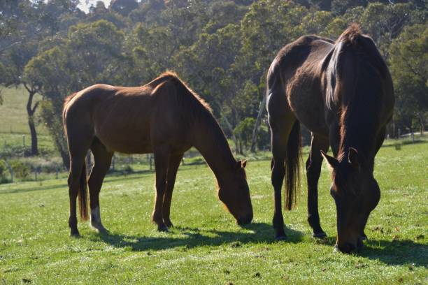 Two horses on a hillside in Australia grazing in a paddock or meadow in the morning sun with glistening grass stock photo
