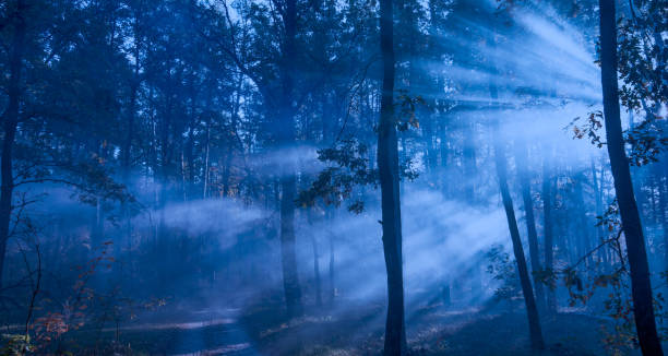 rays of light in a dark night forest. - fog tree purple winter imagens e fotografias de stock